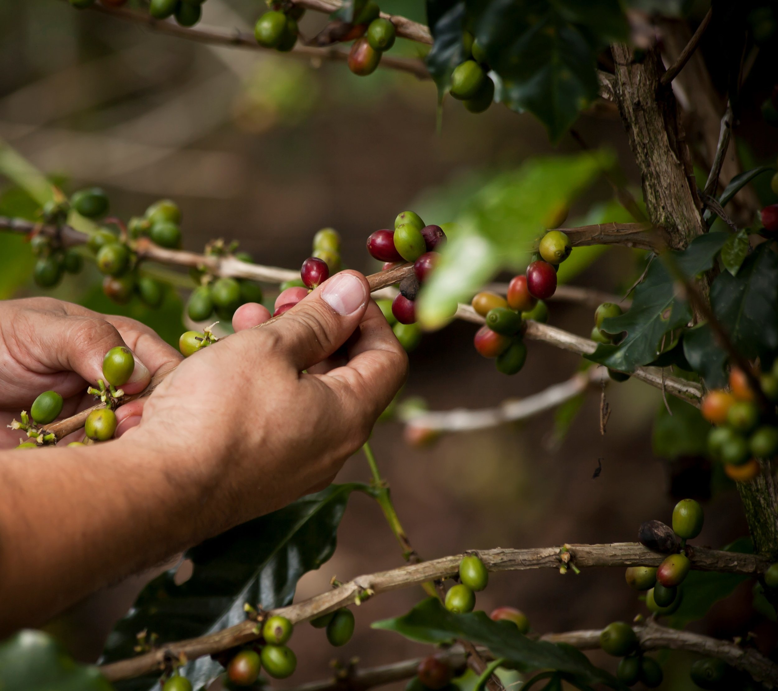 Global Coffee Platform and SAFE alliance - The GCP and Hivos/SAFE have agreed to work together to address some of the main sustainability issues in Latin American coffee producing countries.