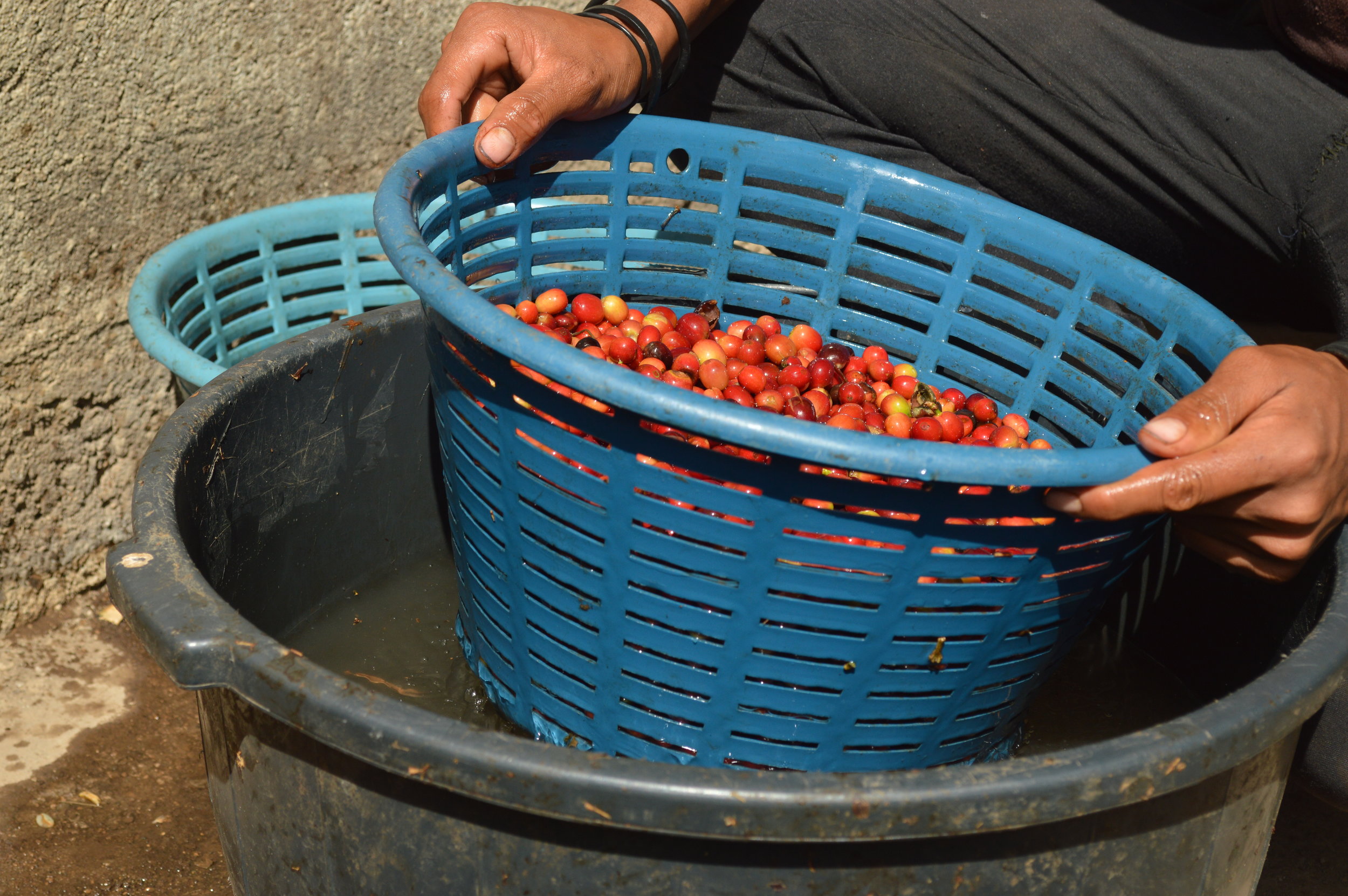 Producer &amp; Roaster Forum: Celebrating producers in Guatemala